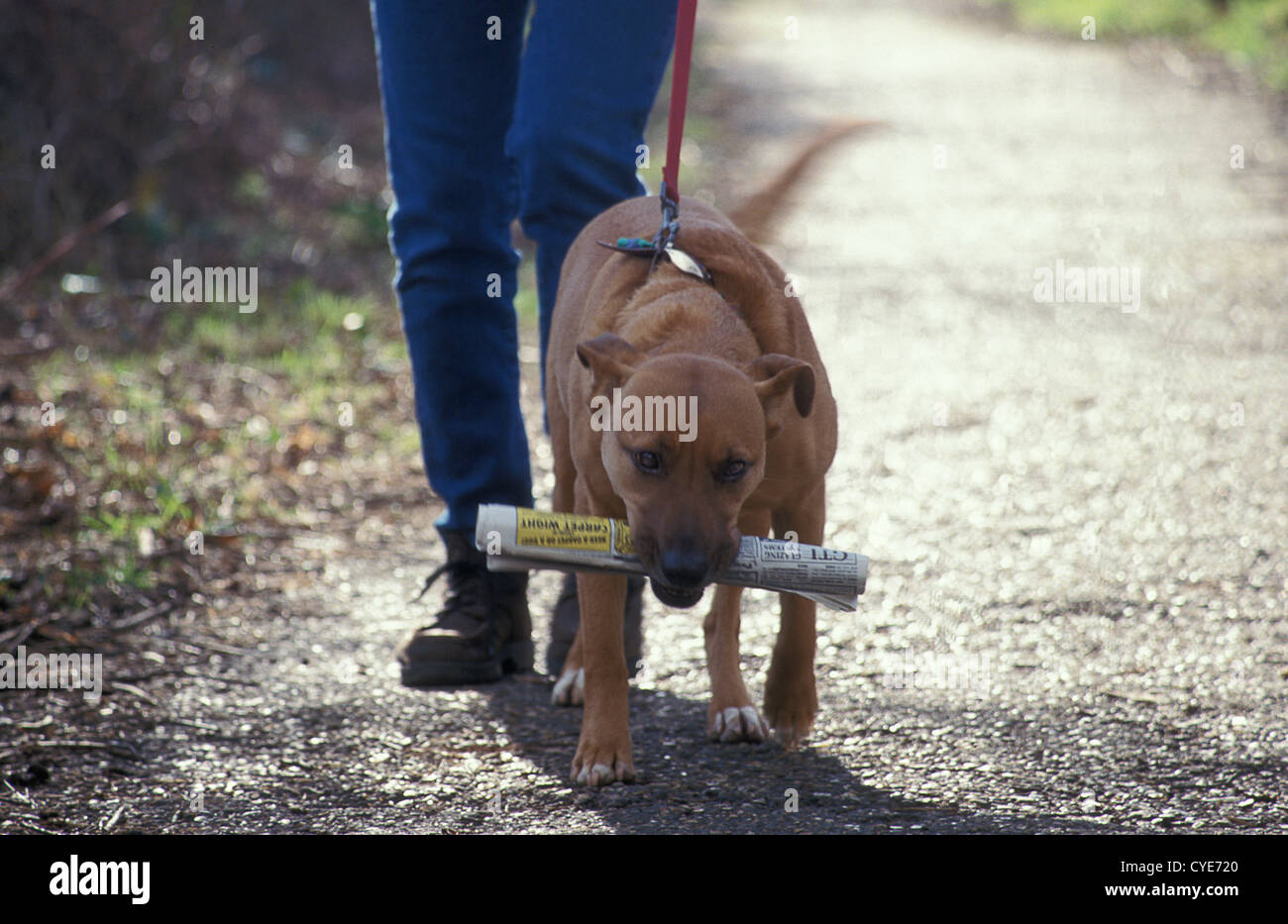 dog on lead carrying newspaper Stock Photo