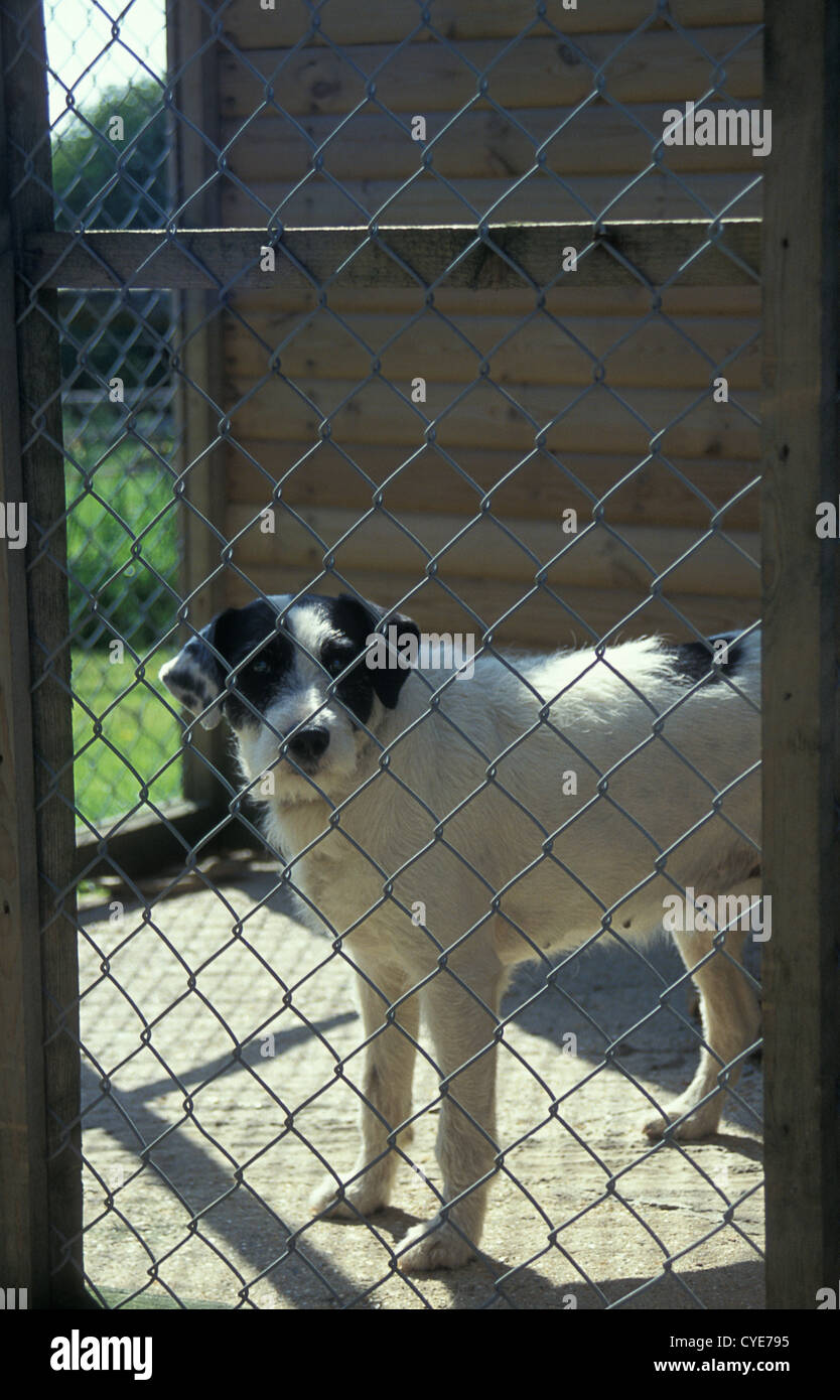 dog in kennels Stock Photo Alamy