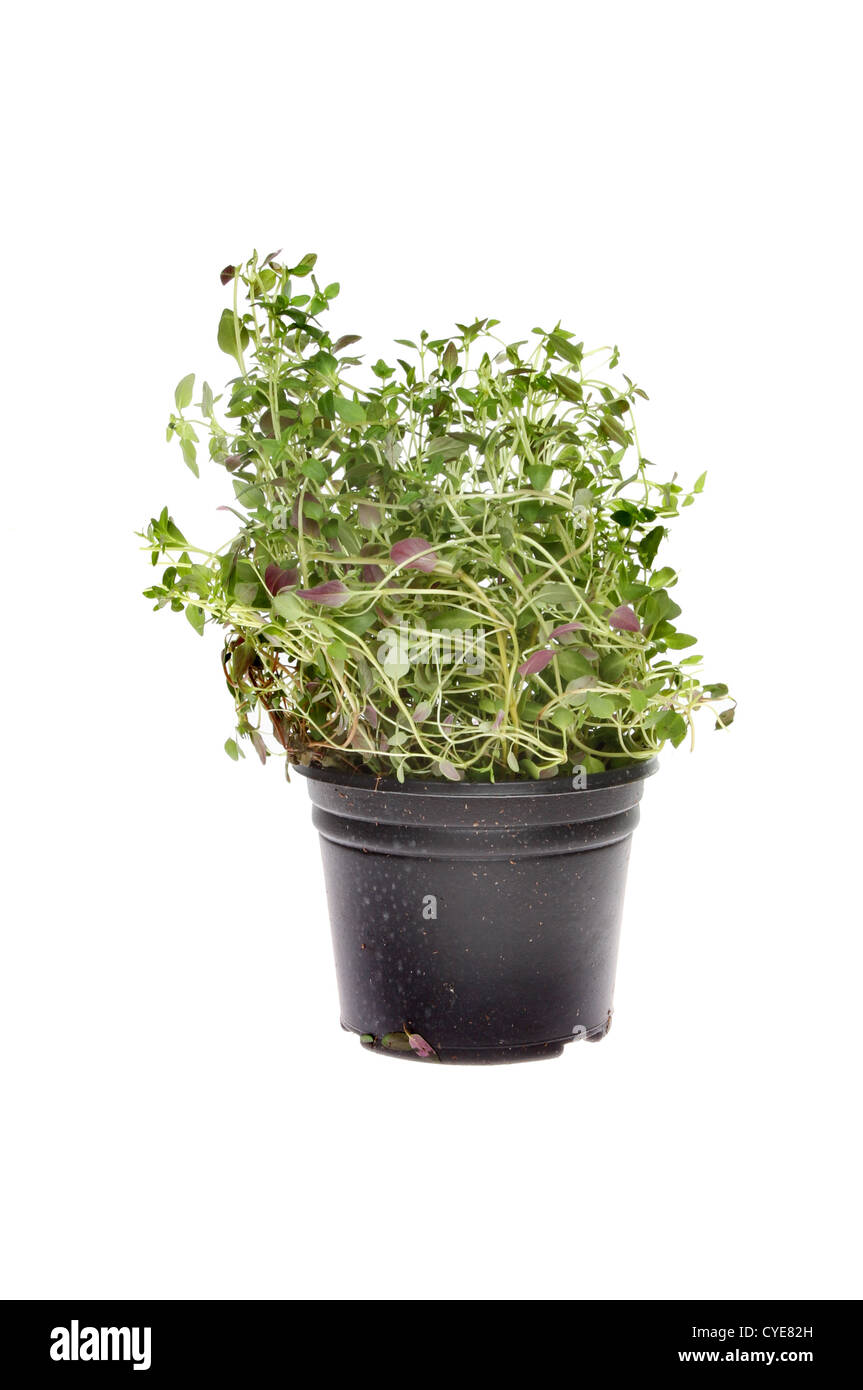 Fresh thyme growing in a pot isolated against white Stock Photo Alamy