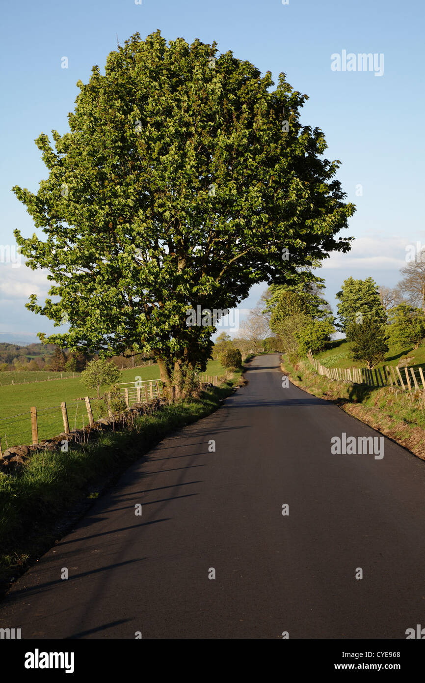 A tree growing beside a traffic free country road in summer, Scotland, UK Stock Photo
