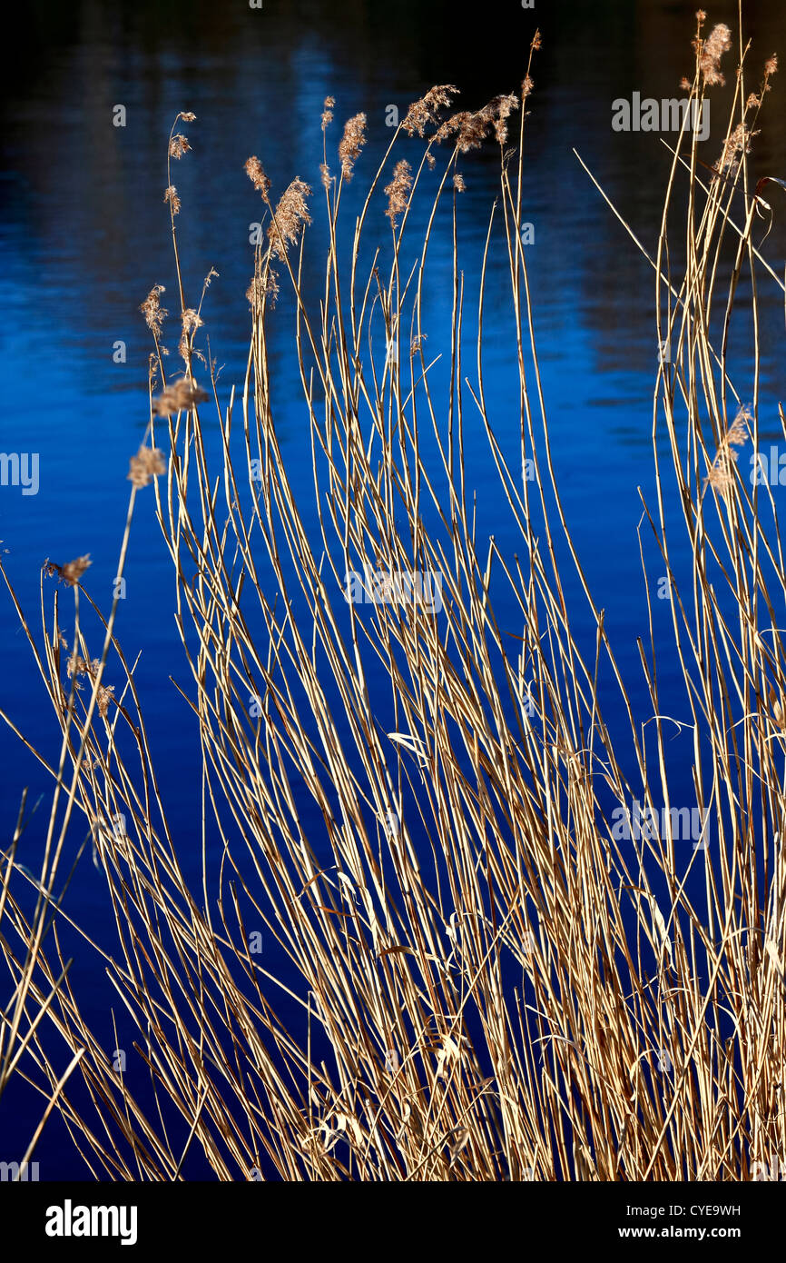 Reeds in water river hi-res stock photography and images - Alamy