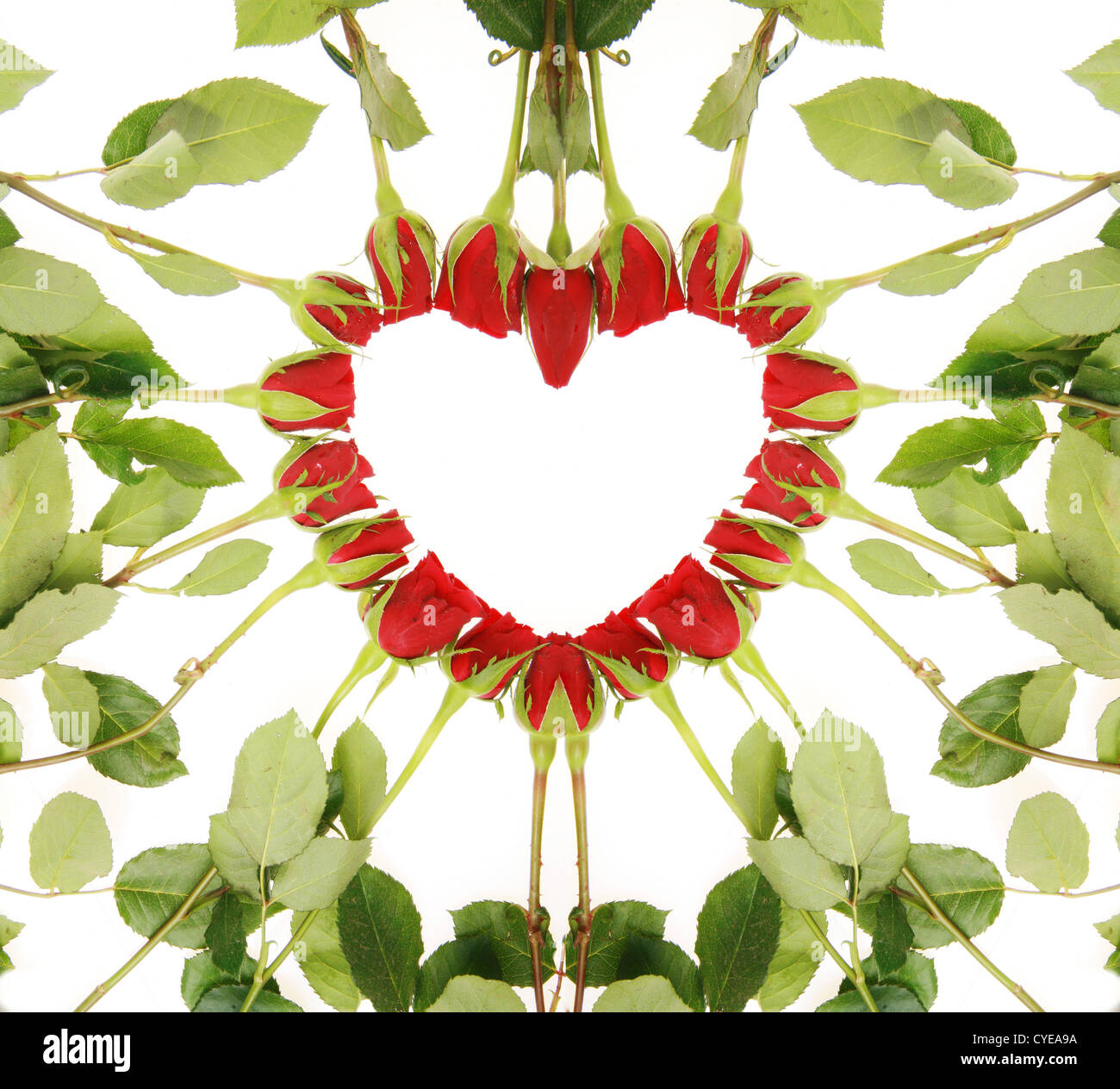 red roses forming a heart on a white background Stock Photo - Alamy
