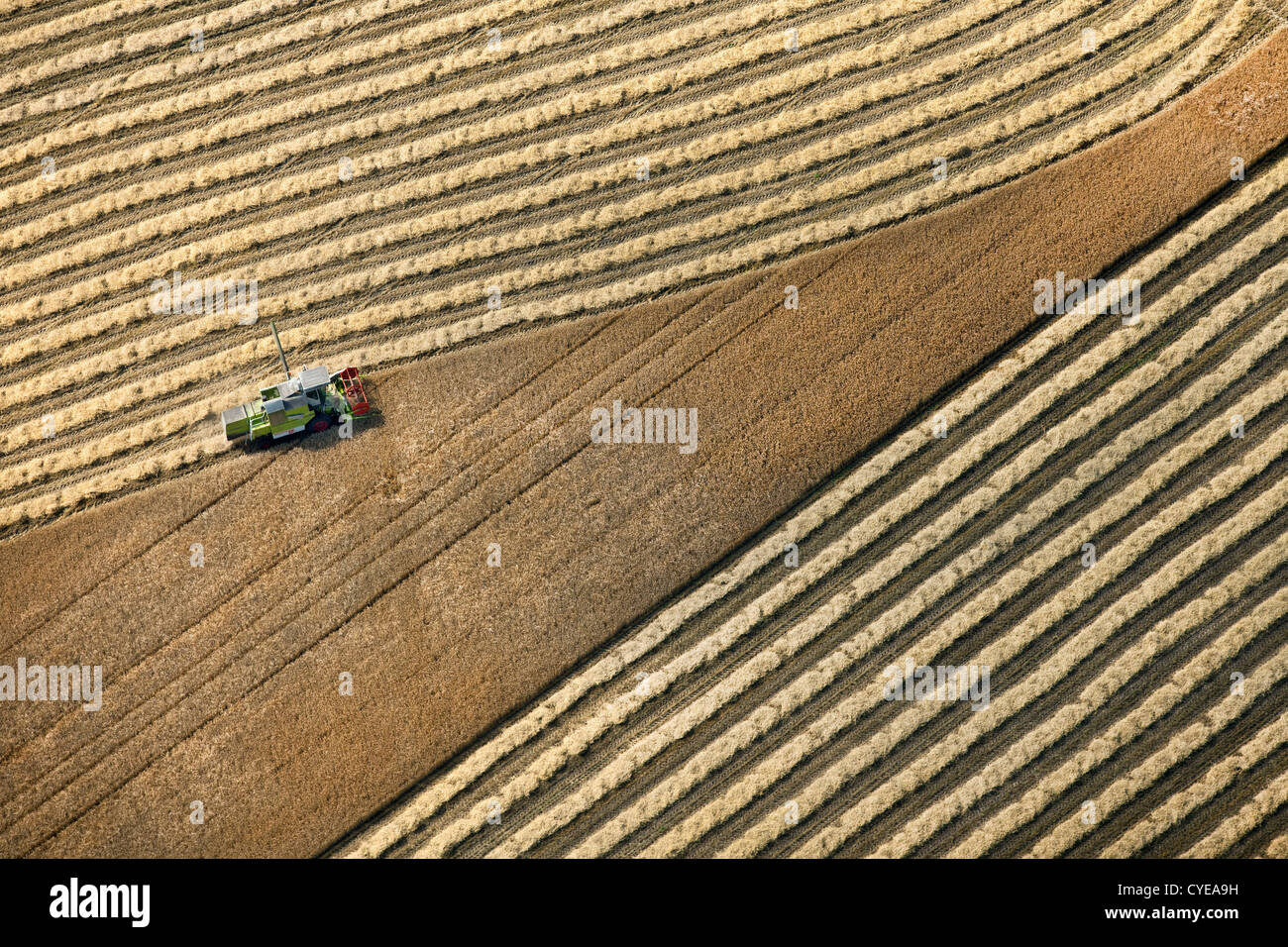 The Netherlands, Donderen, Combine harvester harvesting wheat field. Aerial. Stock Photo
