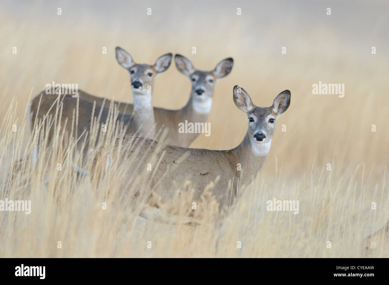 A trio of curious white-tailed does, Missoula, Montana Stock Photo