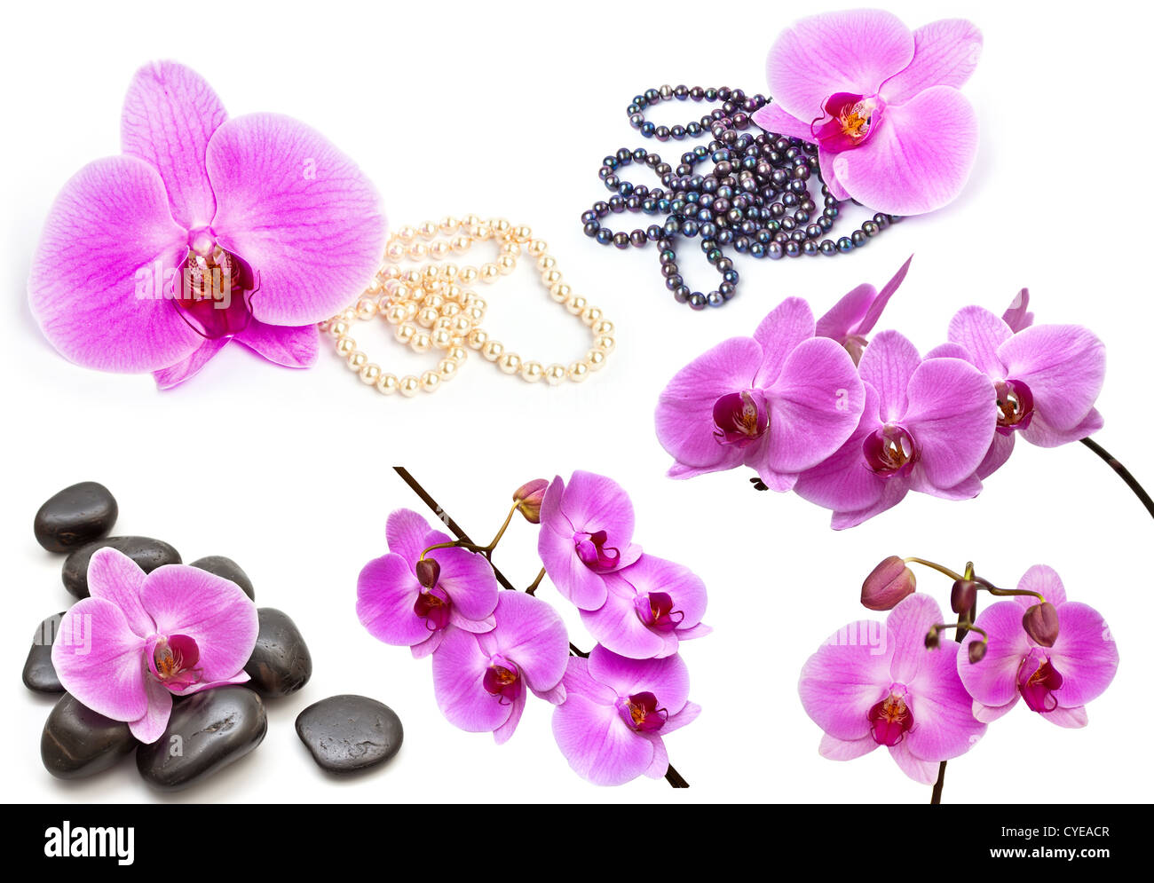 Vibrant collection of orchids hi-res stock photography and images - Alamy