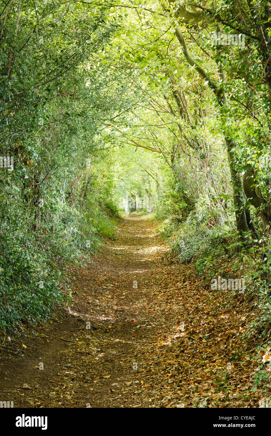 Trees leading down a country footpath in an English forest Stock Photo