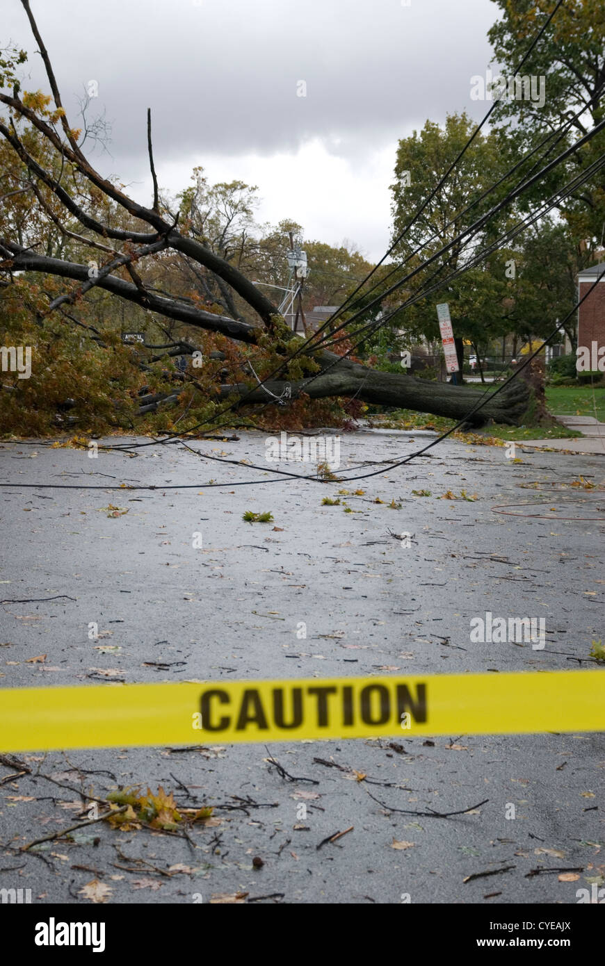 Trees and power lines downed by Hurricane Sandy in a town in New Jersey