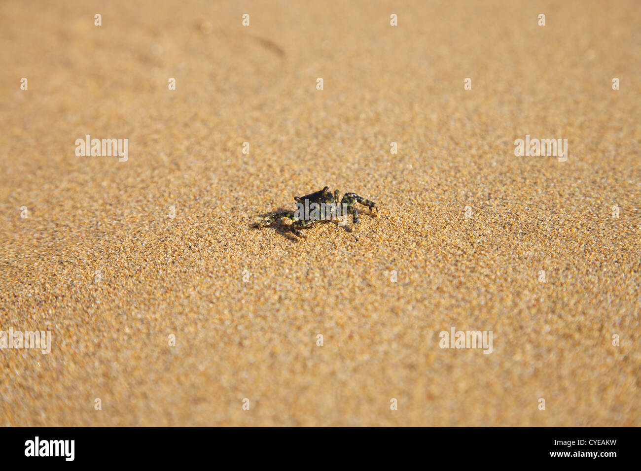 small crab on sand in a spanish beach Stock Photo Alamy