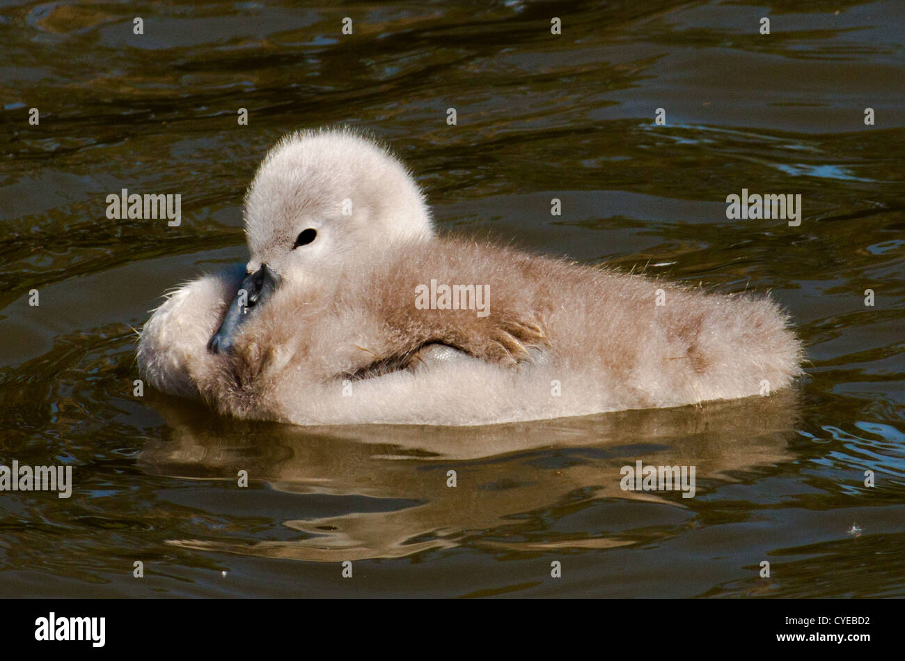A new born cygnet swan, you can even see its fingures Stock Photo