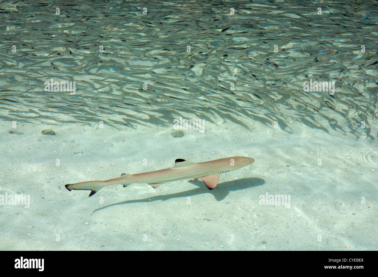 Blacktip reef shark feeding Stock Photo - Alamy