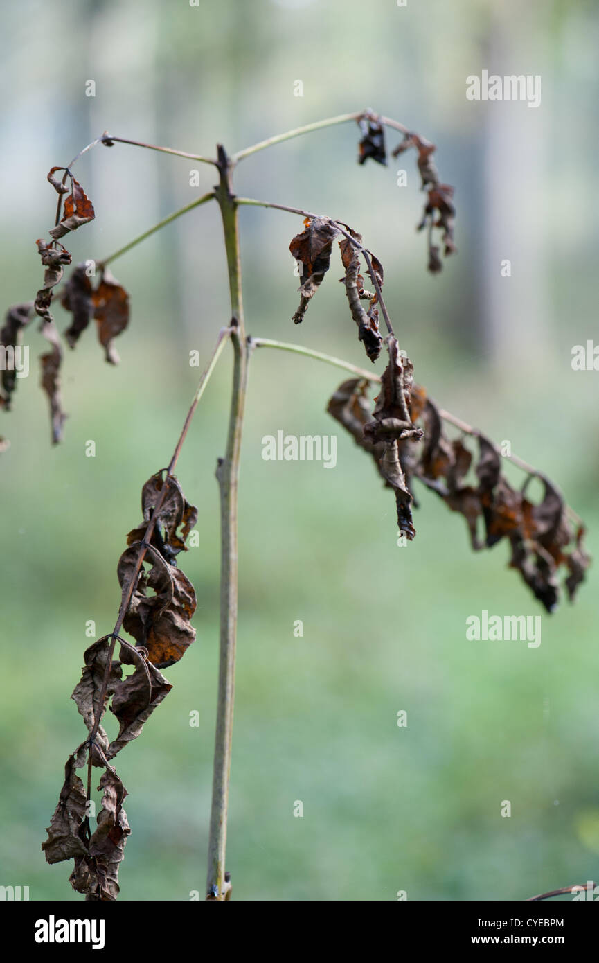 Symptoms of ash dieback on young ash coppice in Wayland Wood, Norfolk
