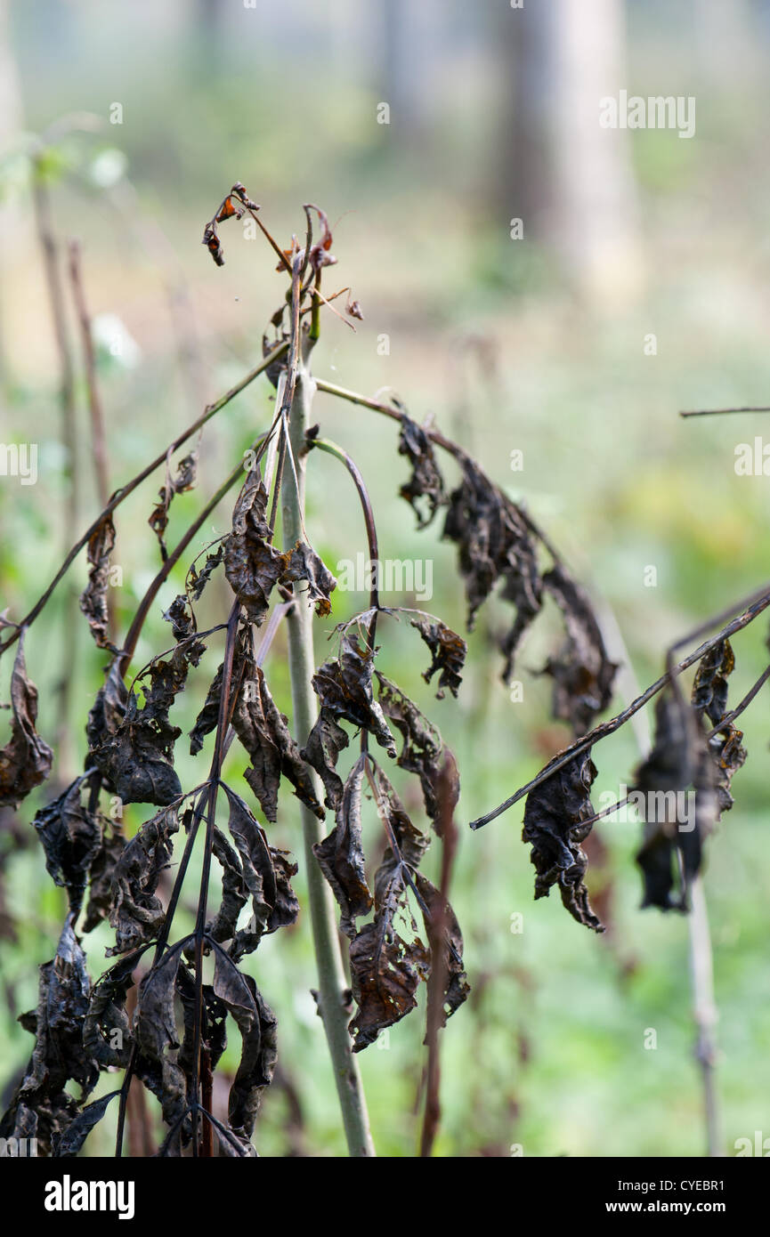 Symptoms of ash dieback on young ash coppice in Wayland Wood, Norfolk