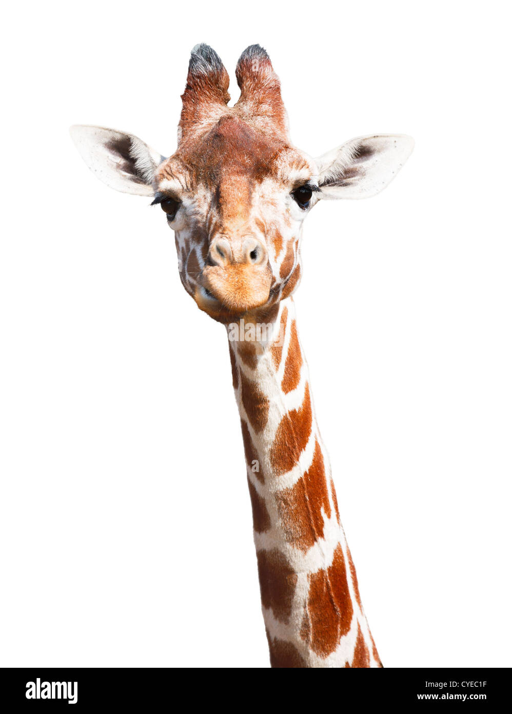 Giraffe head and neck isolated against a white background with clipping path Stock Photo