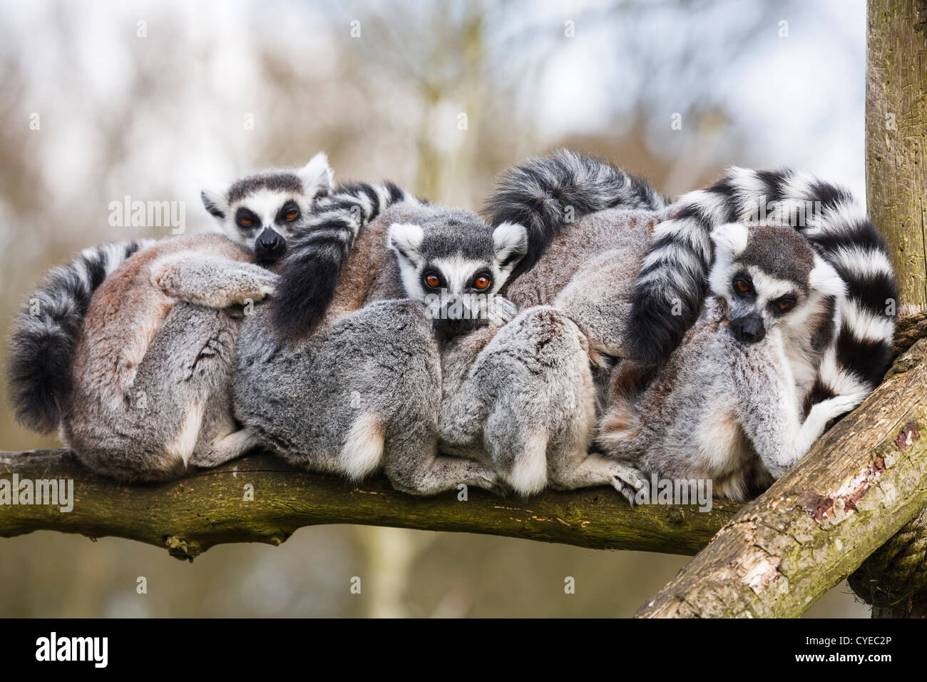 A family of ring-tailed Madagascan lemurs cuddle up in a zoo enclosure Stock Photo