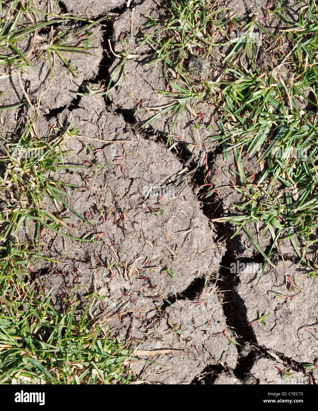 Cracked dry earth with blades of green grass Stock Photo