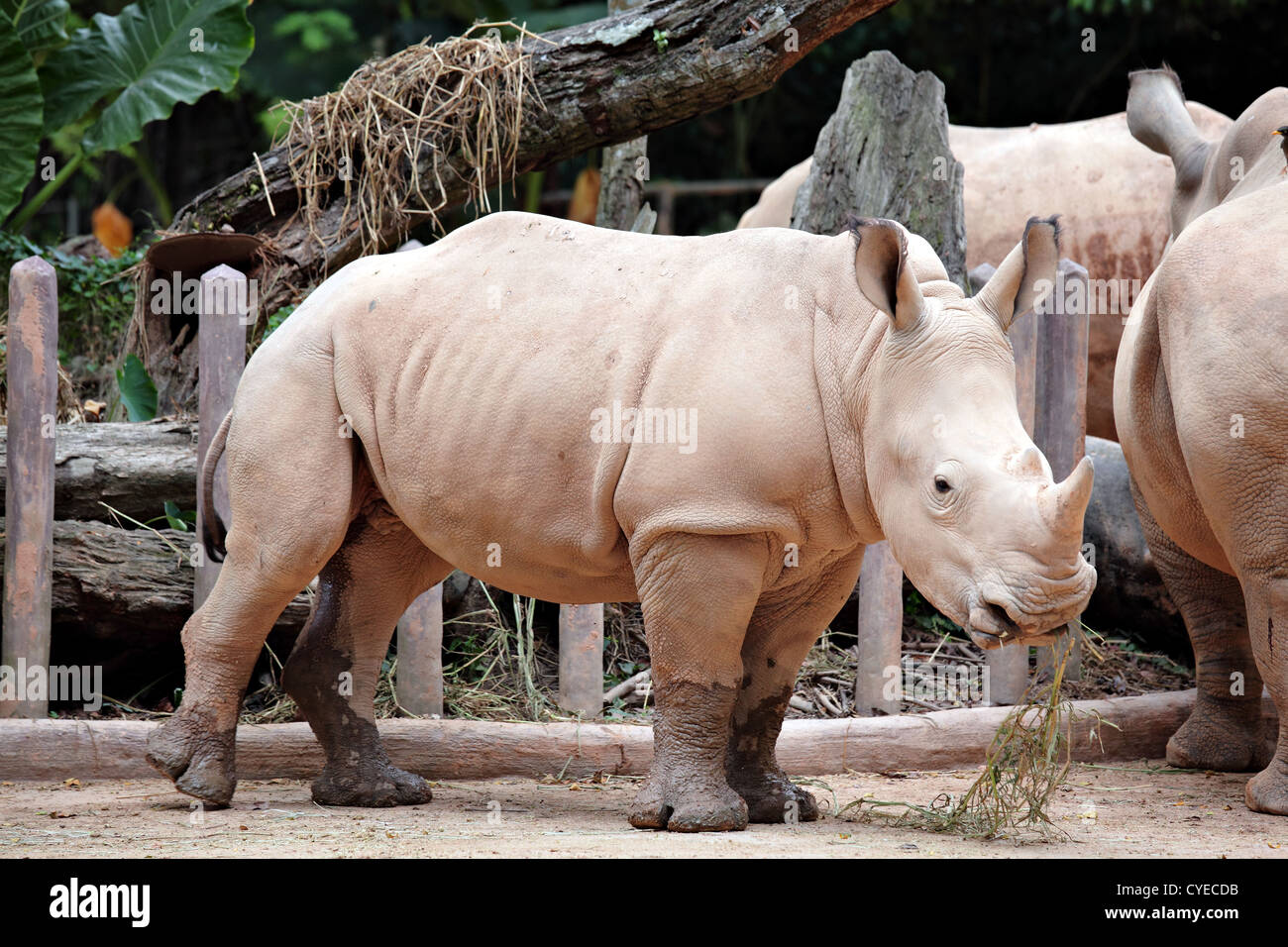 Fat Rinoh Big male white rhino hi-res stock photography and images - Alamy