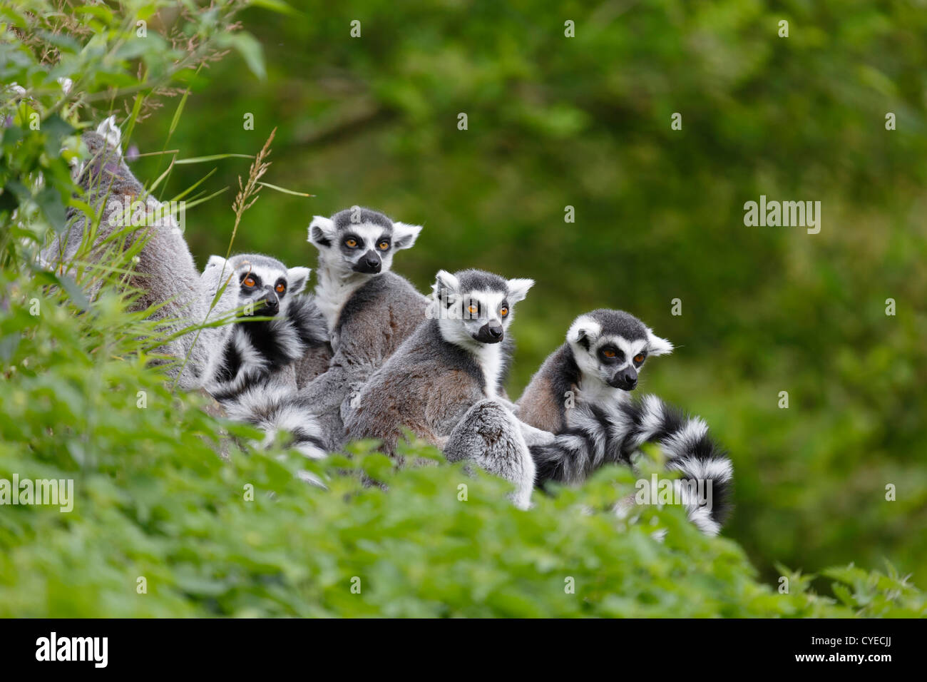 Group of lemurs sit together in natural habitat Stock Photo