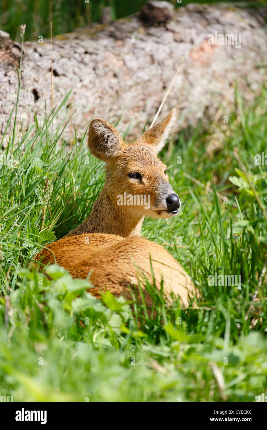 water deer