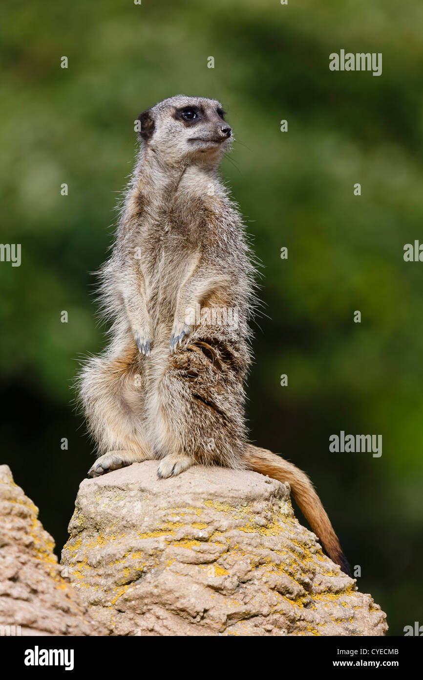 Meerkat (suricata suricatta) sentry stands upright on a rock keeping watch Stock Photo