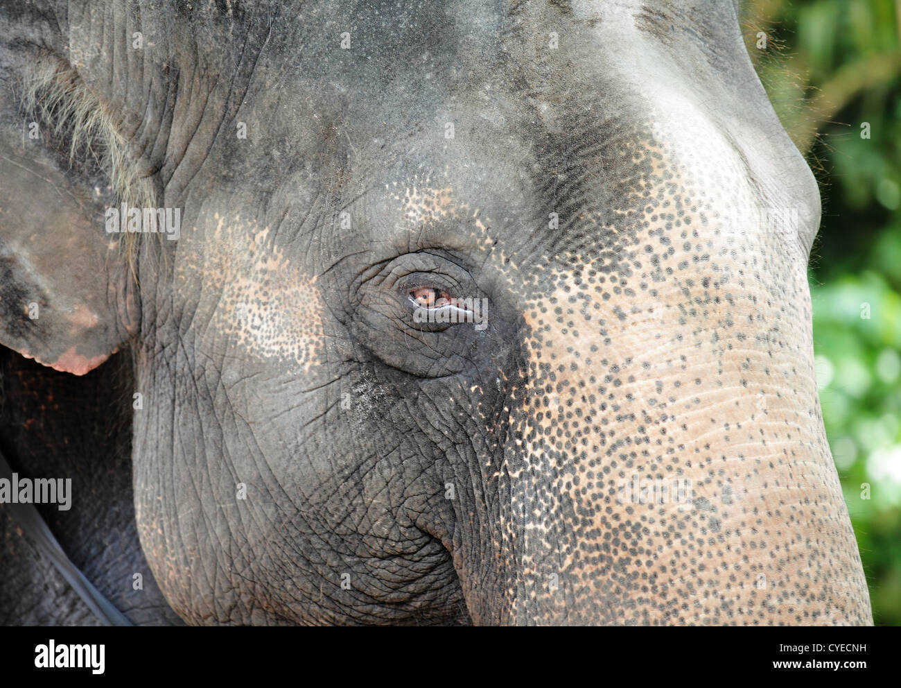 elephant close up Stock Photo - Alamy