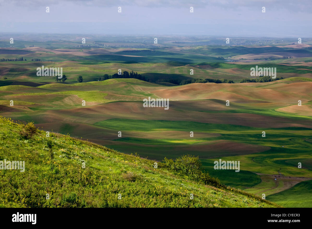 WA05491-00...WASHINGTON - View over the farm covered rolling hills of the Palouse from Steptoe Butte State Park. Stock Photo