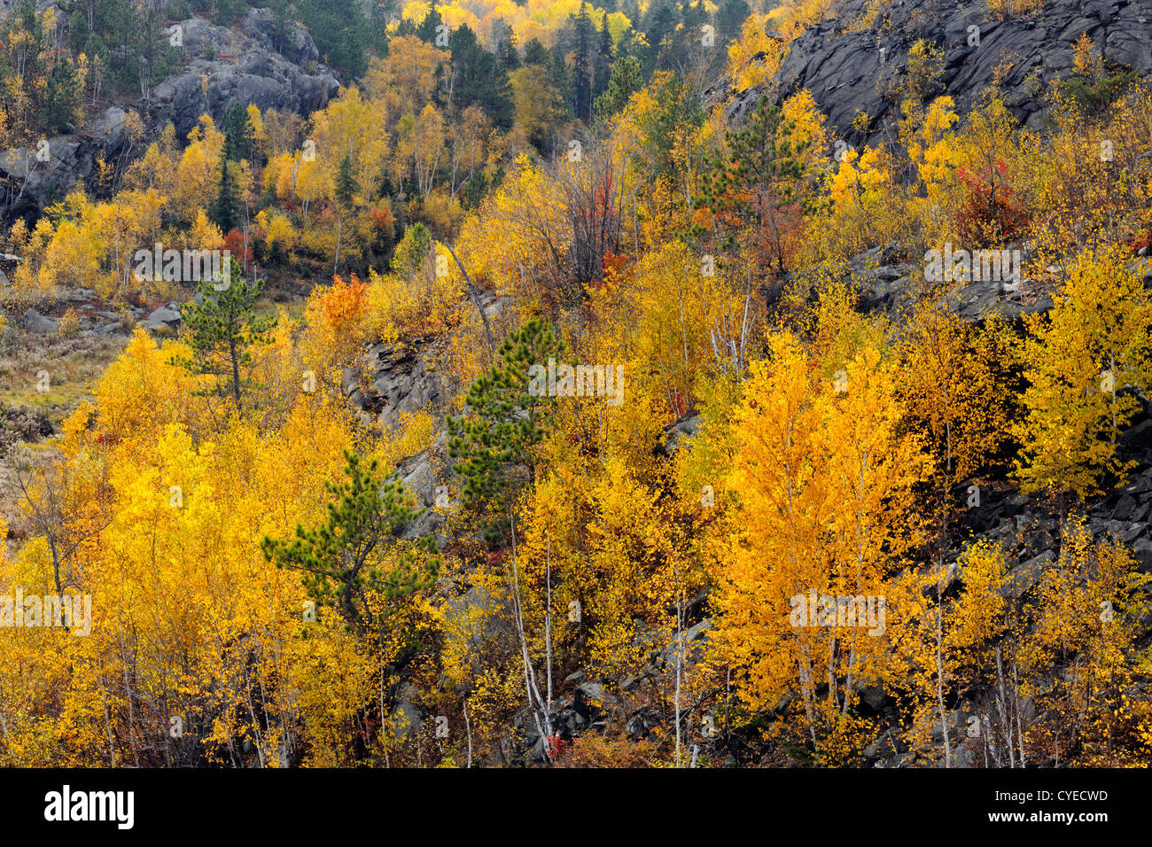 Autumn aspens and birches on rocky hillside, Greater Sudbury, Ontario, Canada Stock Photo