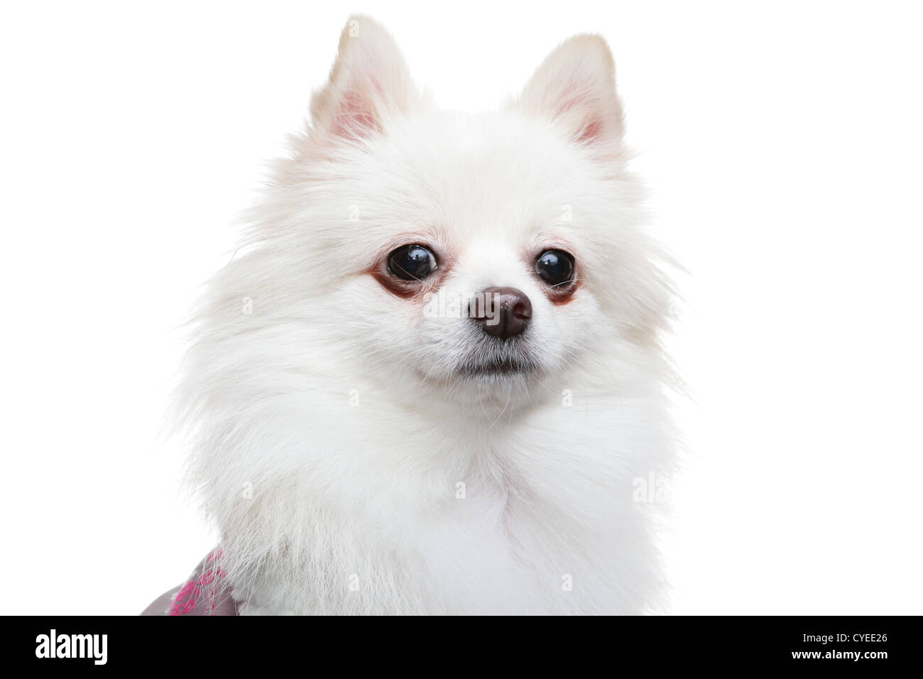 white pomeranian dog Stock Photo