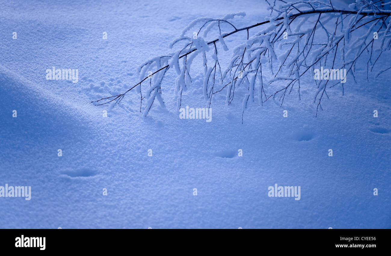 Blue moment in winter and animal track in show. Stock Photo