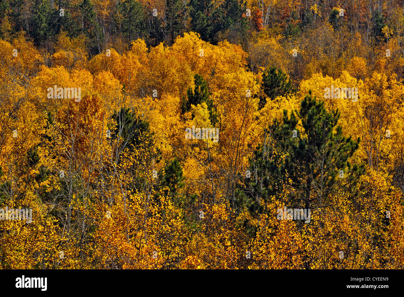 Red pine and aspen in autumn, Greater Sudbury, Ontario, Canada Stock Photo