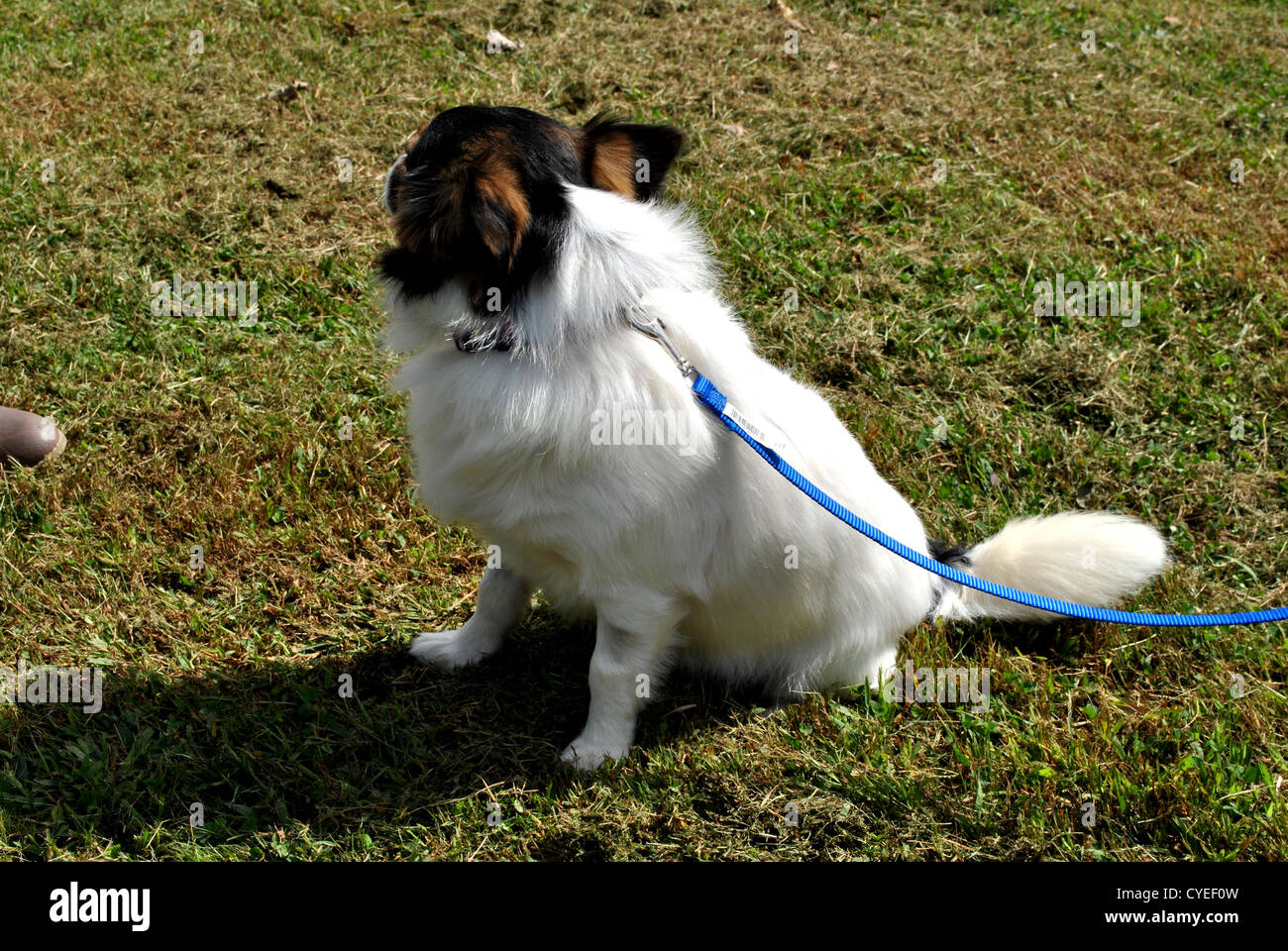 Fury dogs hi-res stock photography and images - Page 3 - Alamy