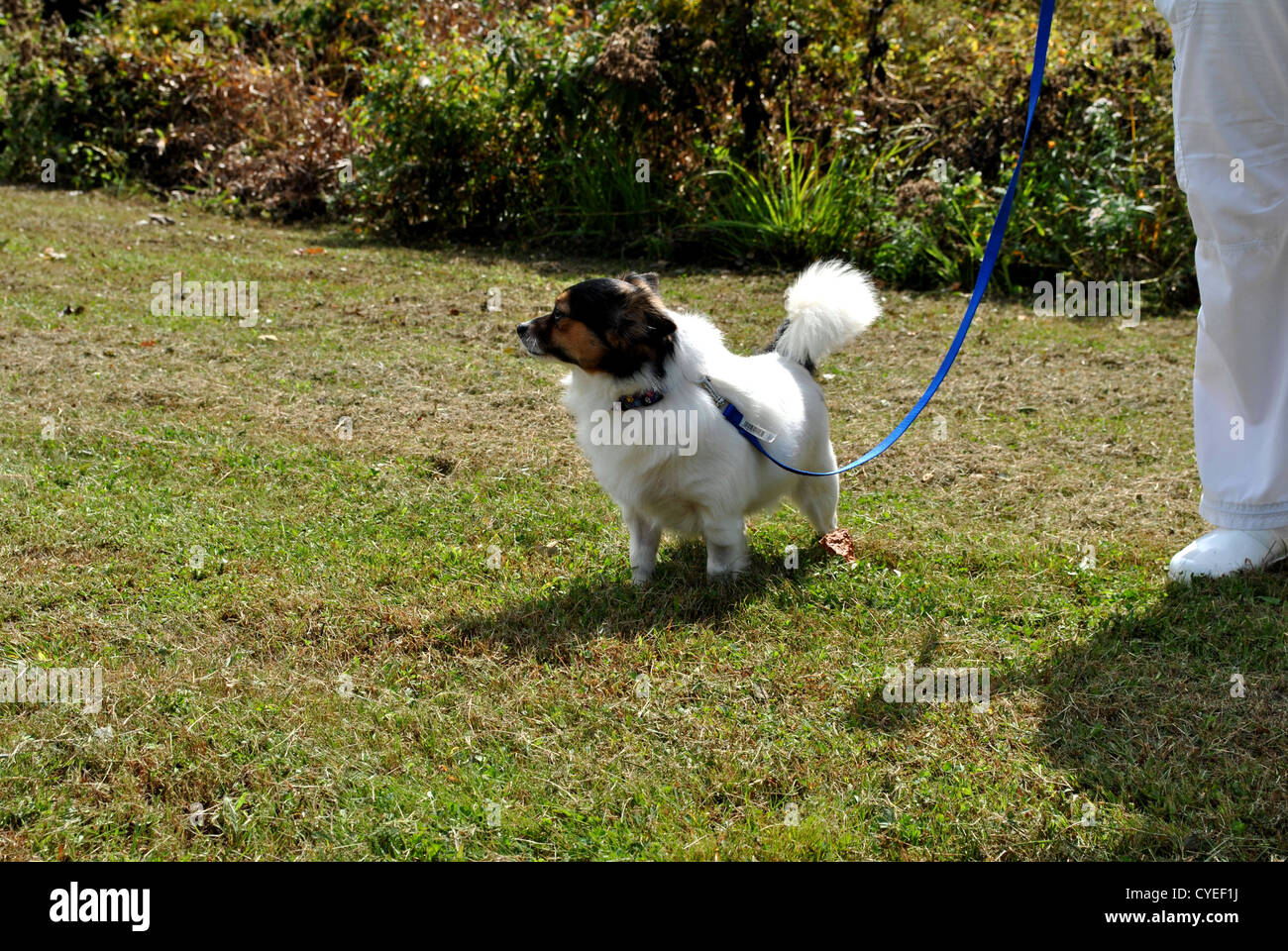 Perfect White Pomeranian Outside Walking on a Leash Stock Photo Alamy