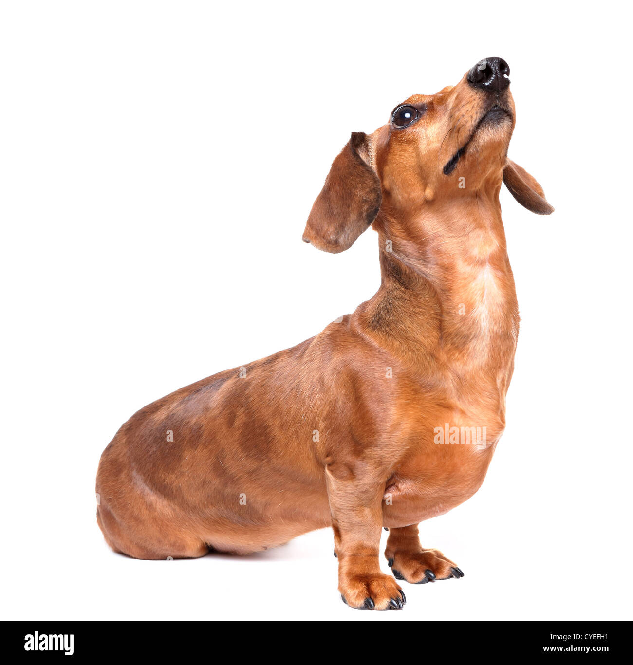 dachshund dog look up Stock Photo Alamy