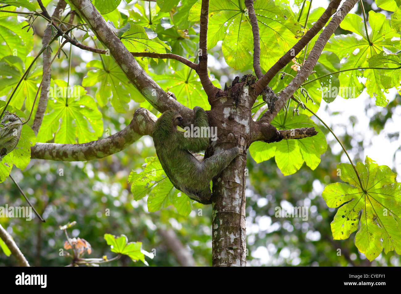 A Three-toed Sloth climbing down the tree in Manuel Antonio national park Stock Photo