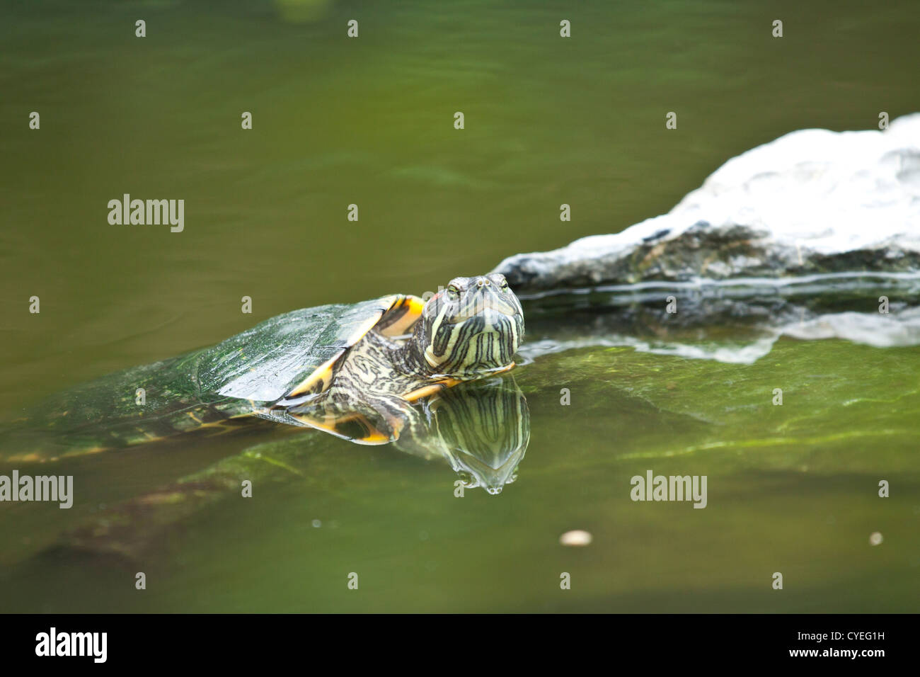 Tortoise in water Stock Photo Alamy