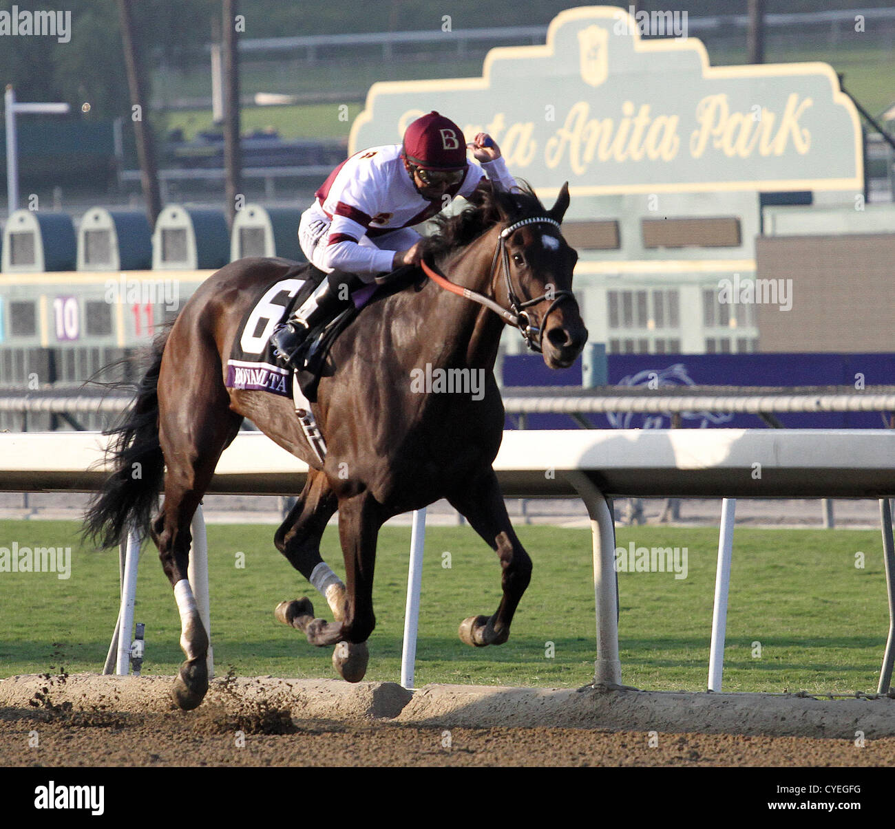 Royal Delta 2012 Breeders' Cup Ladies Classic Photo #1   8" x 10" 