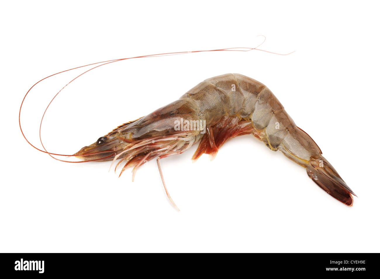 Sea, Seafood, Shell, Shellfish, Shot, Shrimp, Single, Space, Studio ...