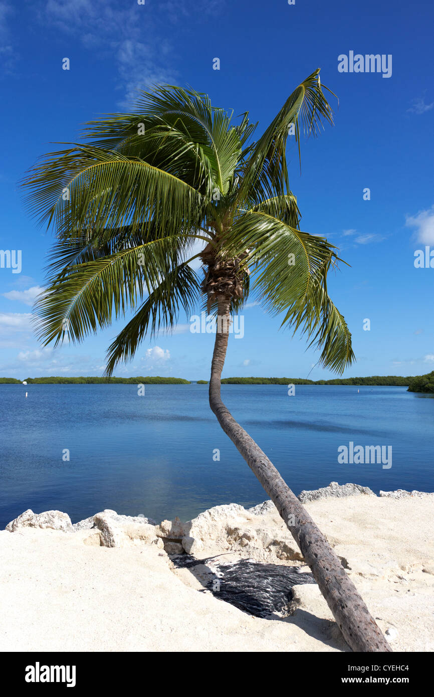 Florida beach palm tree hires stock photography and images Alamy
