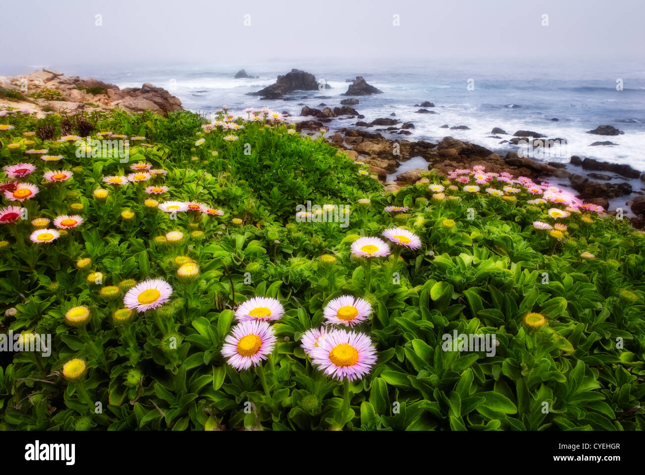 Spring wildflowers on the California coast Stock Photo Alamy