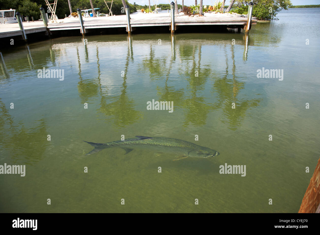 large tarpon fish swimming in shallow water in marina in islamorada