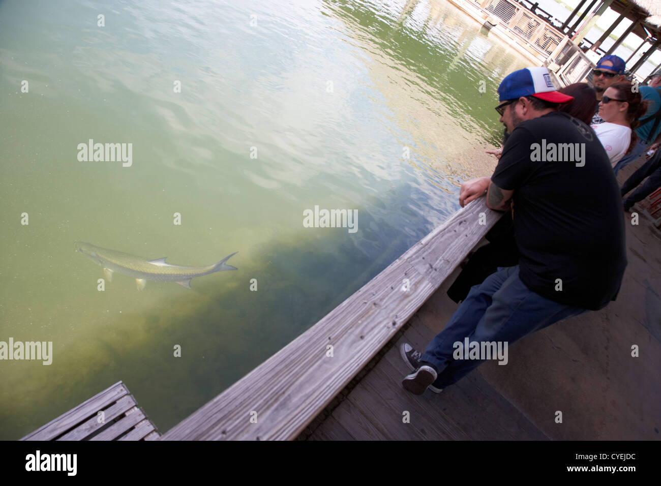 visitors hand feeding large tarpon fish swimming in shallow water in marina in islamorada florida keys usa Stock Photo