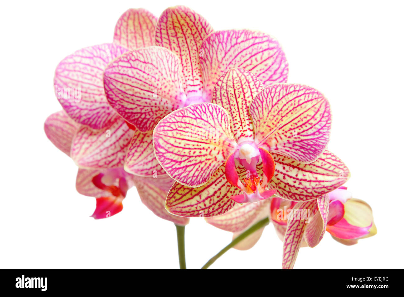Pink orchid on white background Stock Photo - Alamy