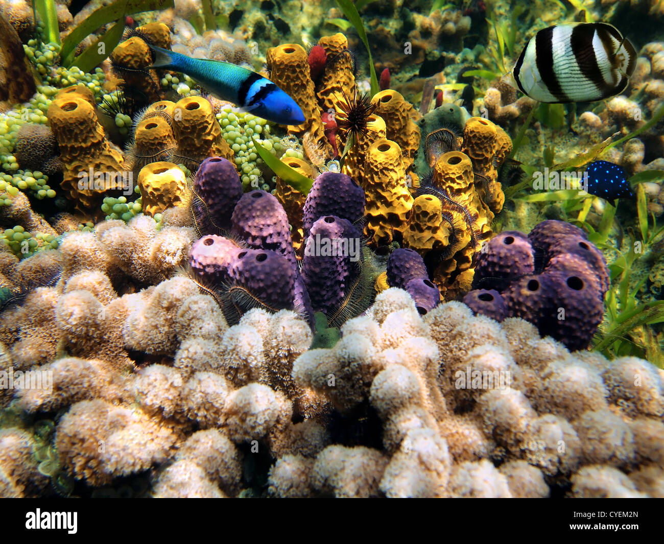 Colorful coral reef with sea-sponges and tropical fish, Caribbean sea, Bocas del Toro, Panama Stock Photo