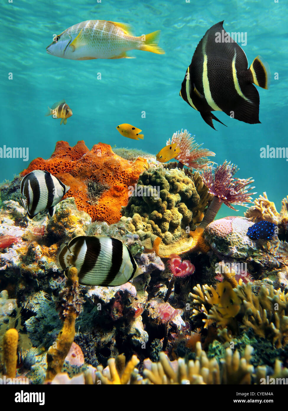 Colorful sea life in a coral reef with water surface in background, Caribbean sea, Mexico Stock Photo
