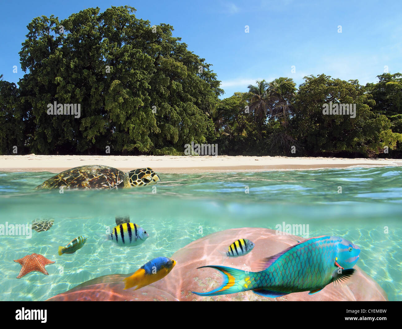 Tropical beach shore with a turtle on water surface and colorful coral and fish underwater, Caribbean sea Stock Photo