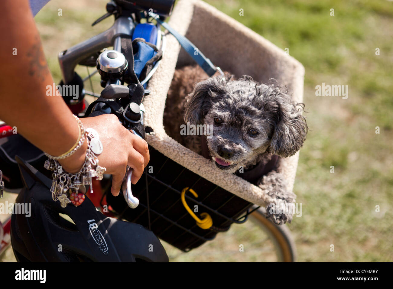 Small dog riding in bicycle basket Stock Photo