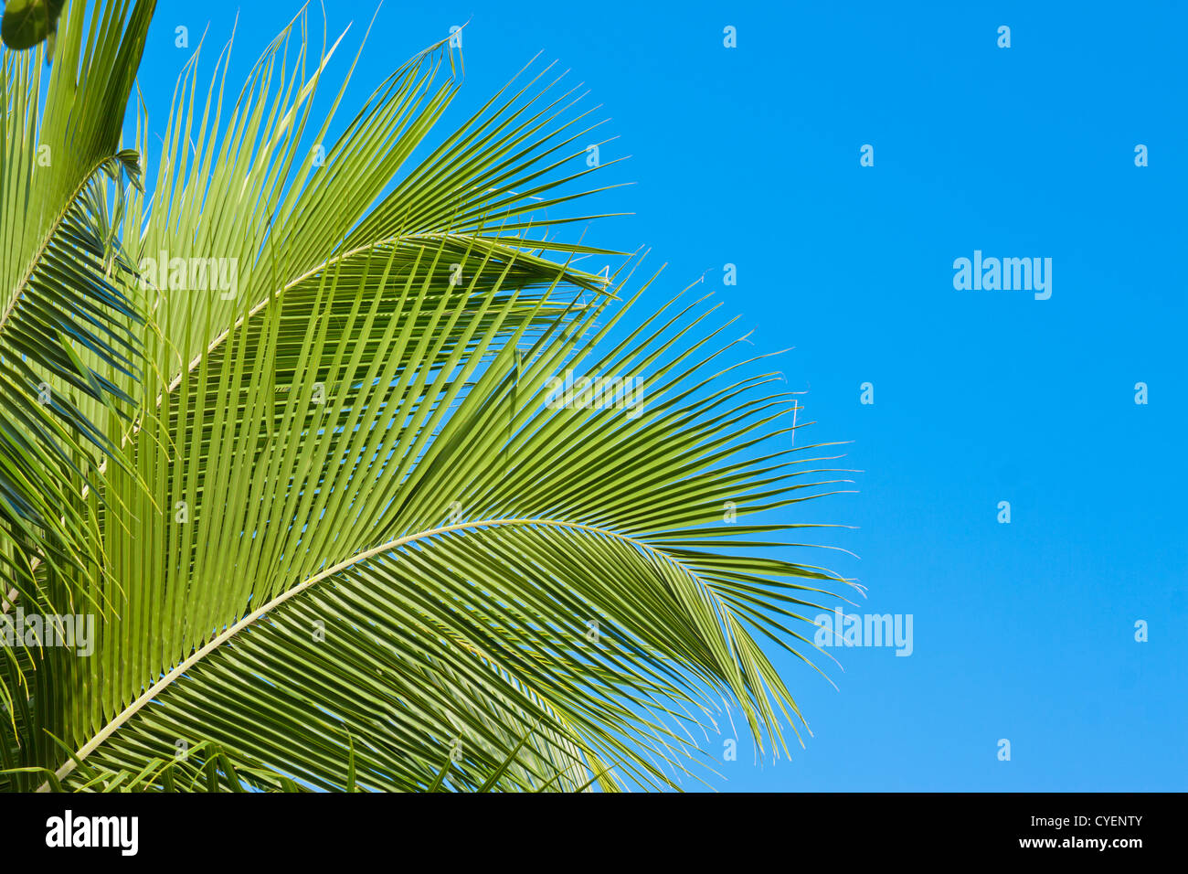 Palm tree fronds Stock Photo Alamy