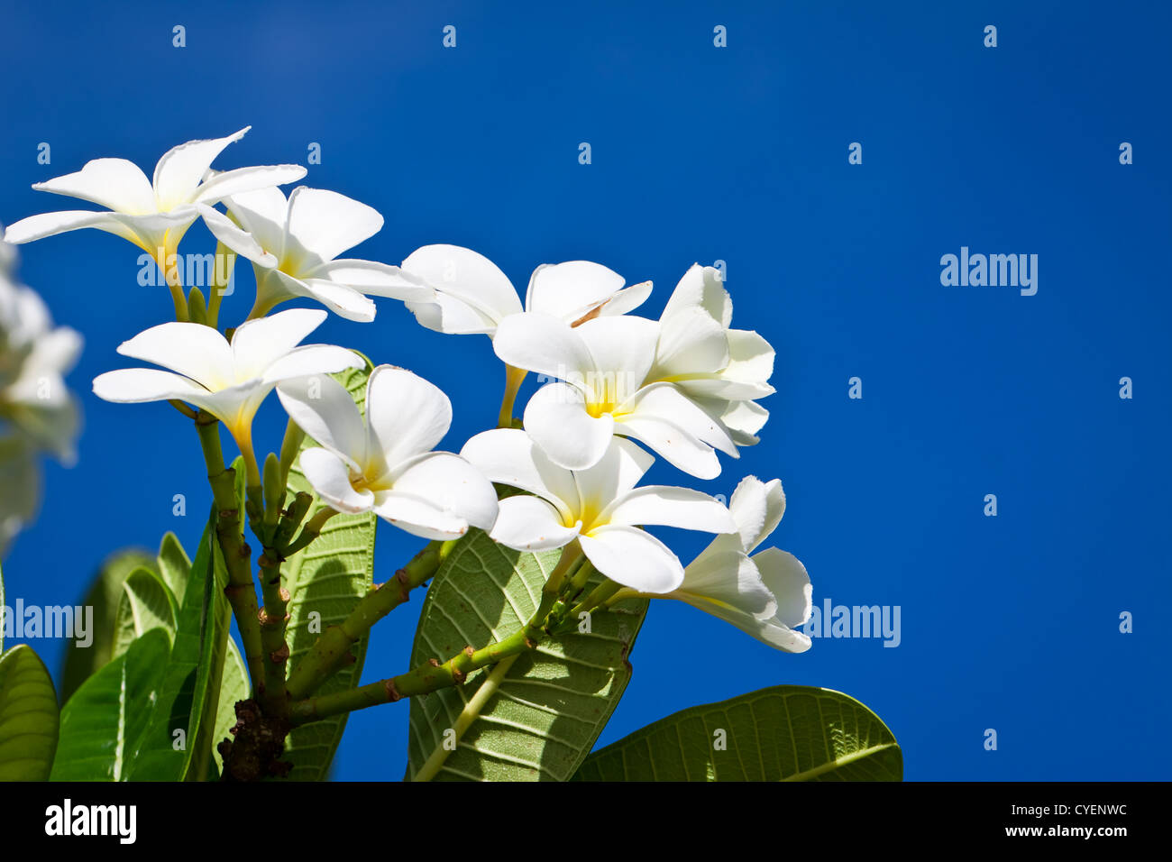A branch with beautiful white Frangipani flowers in front of a blue sky. Stock Photo