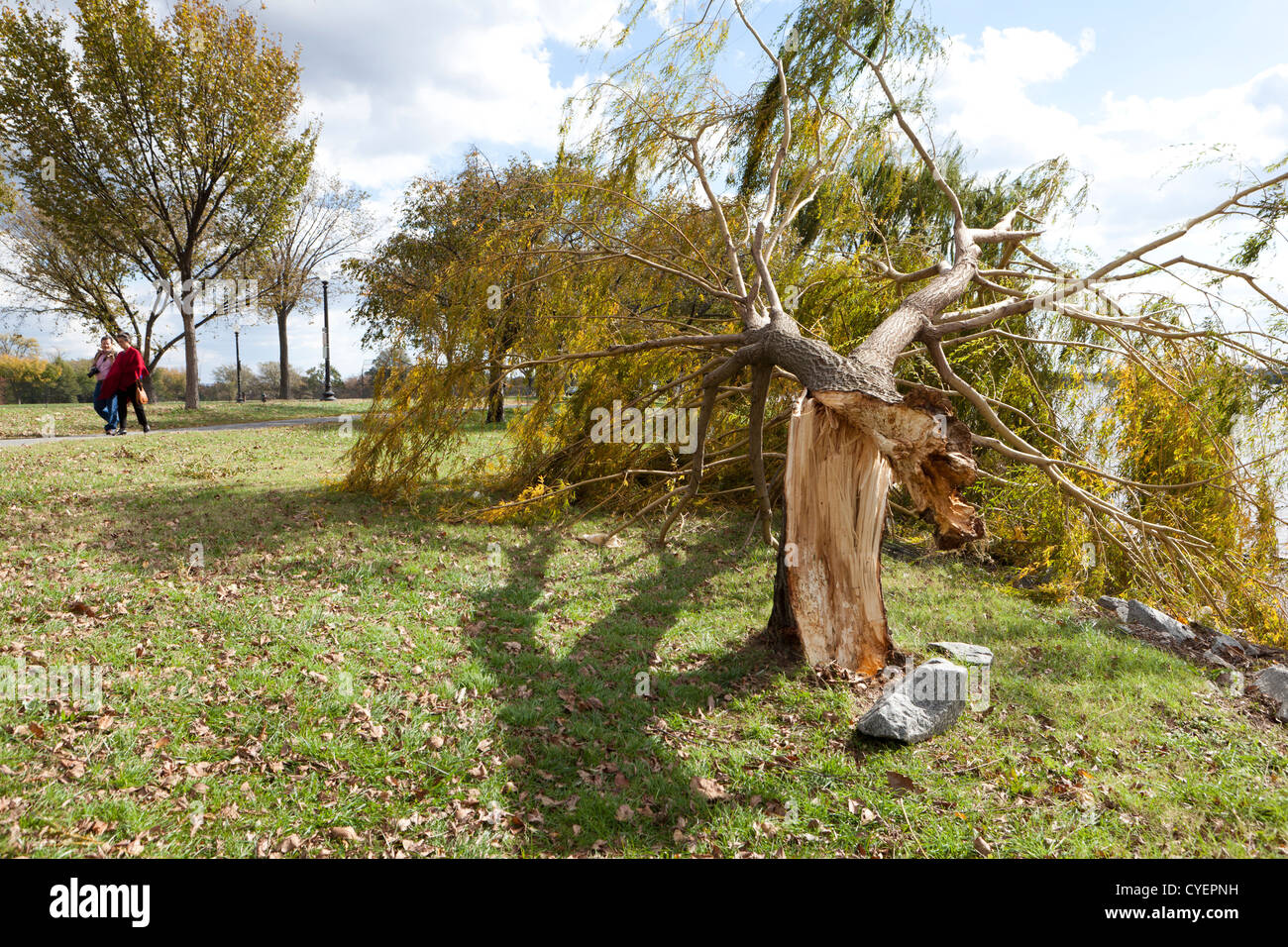 Wind damaged willow tree Stock Photo