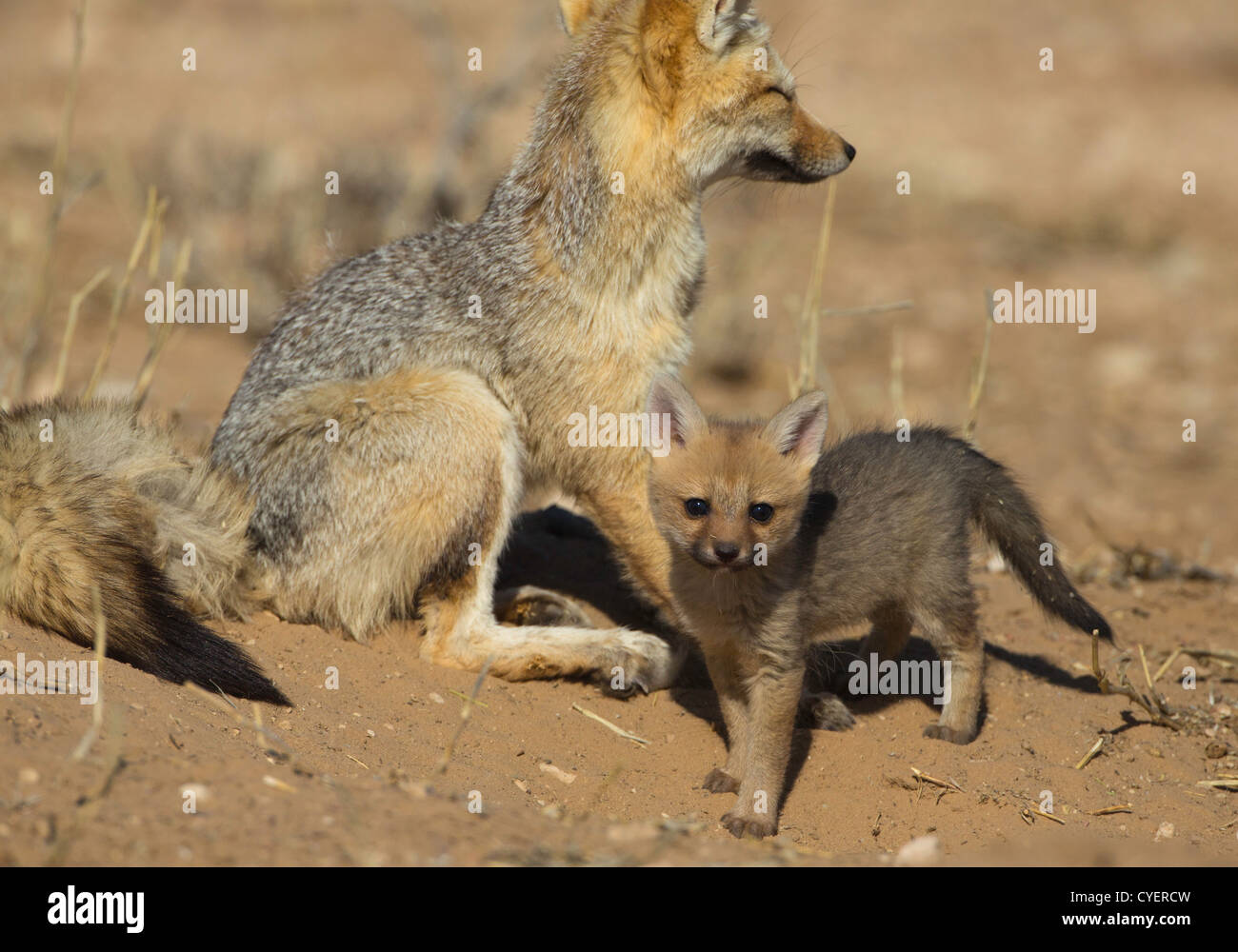 cape fox with baby at den Stock Photo