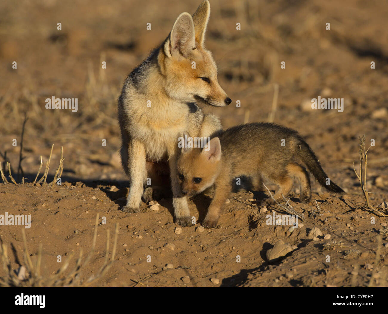 cape fox with baby at den Stock Photo